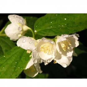 МАСЛО ЭФИРНОЕ 5 мл, жасмин 10%